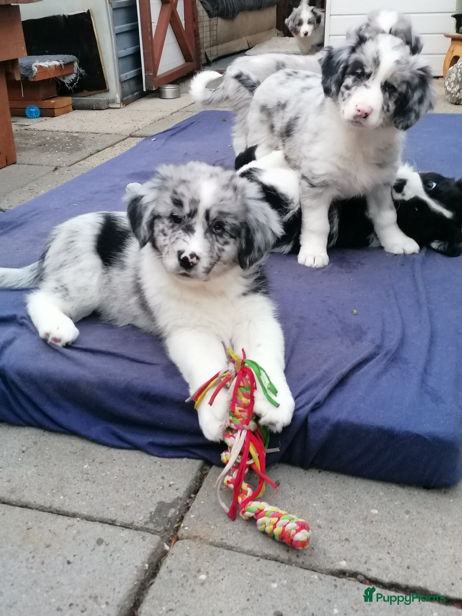 Kruising honden Mooie knappert te koop - Advertentie 2