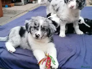 Kruising honden Mooie knappert te koop - Advertentie 2