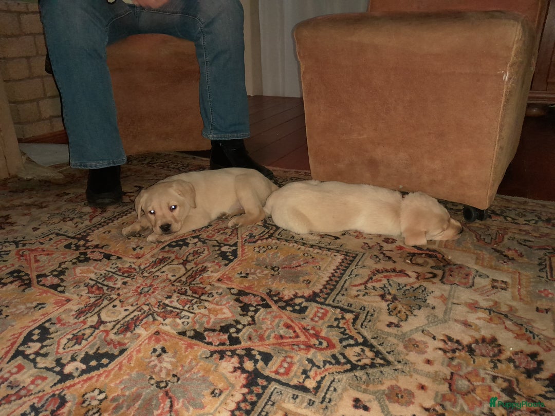 Labrador Retriever honden te koop: Lieve enthousiaste labrador pups - Advertentie 9