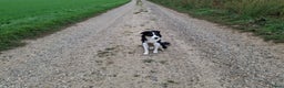 Australian Shepherd honden te koop: Bordecolie australian shepherd  - Advertentie 3