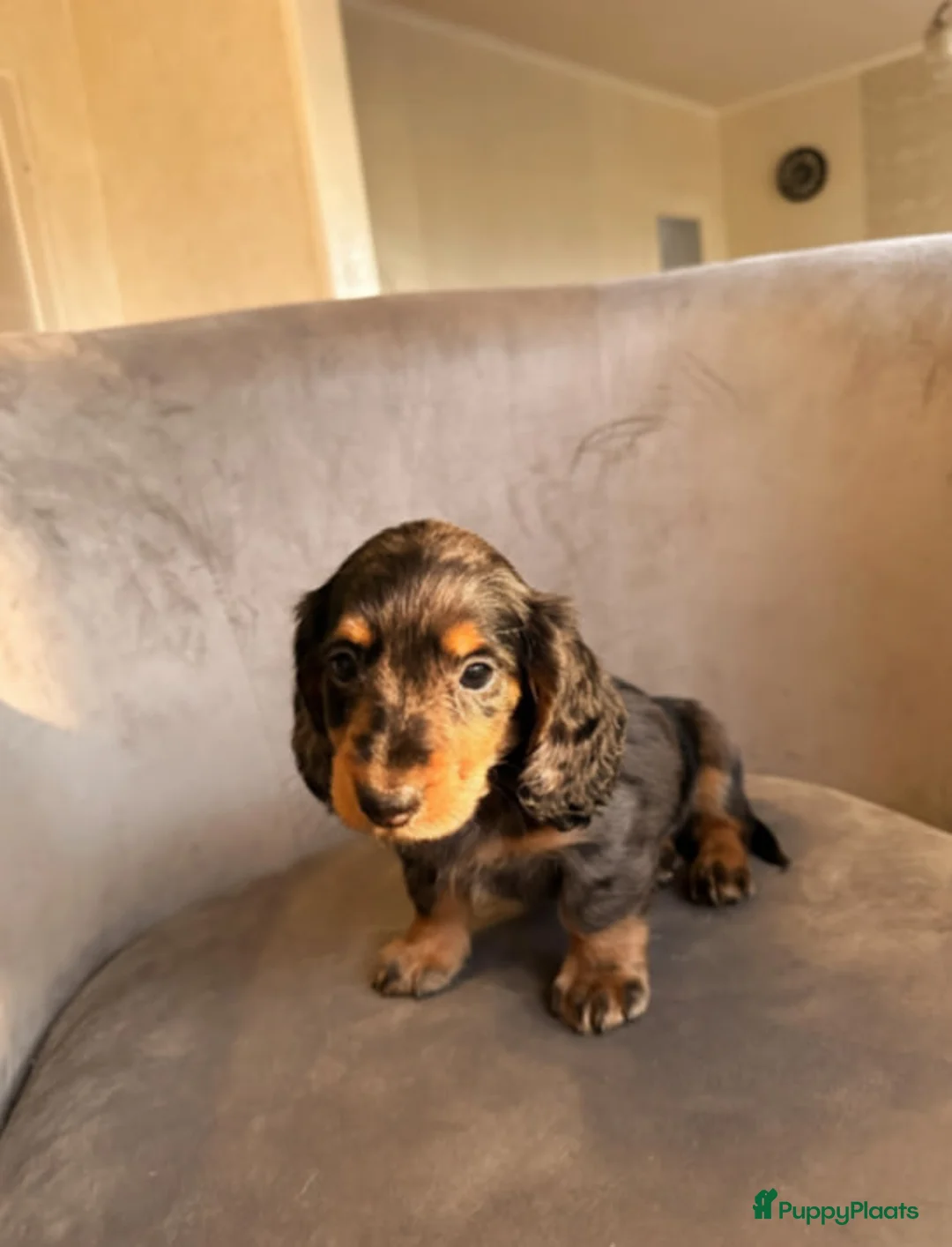 Teckel (korthaar)  honden te koop: Dwerg teckel pups - Advertentie 2