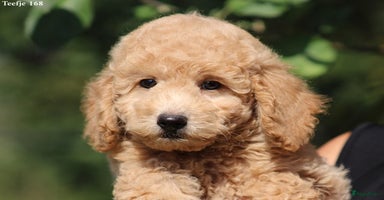 Goldendoodle honden - Advertentie 12