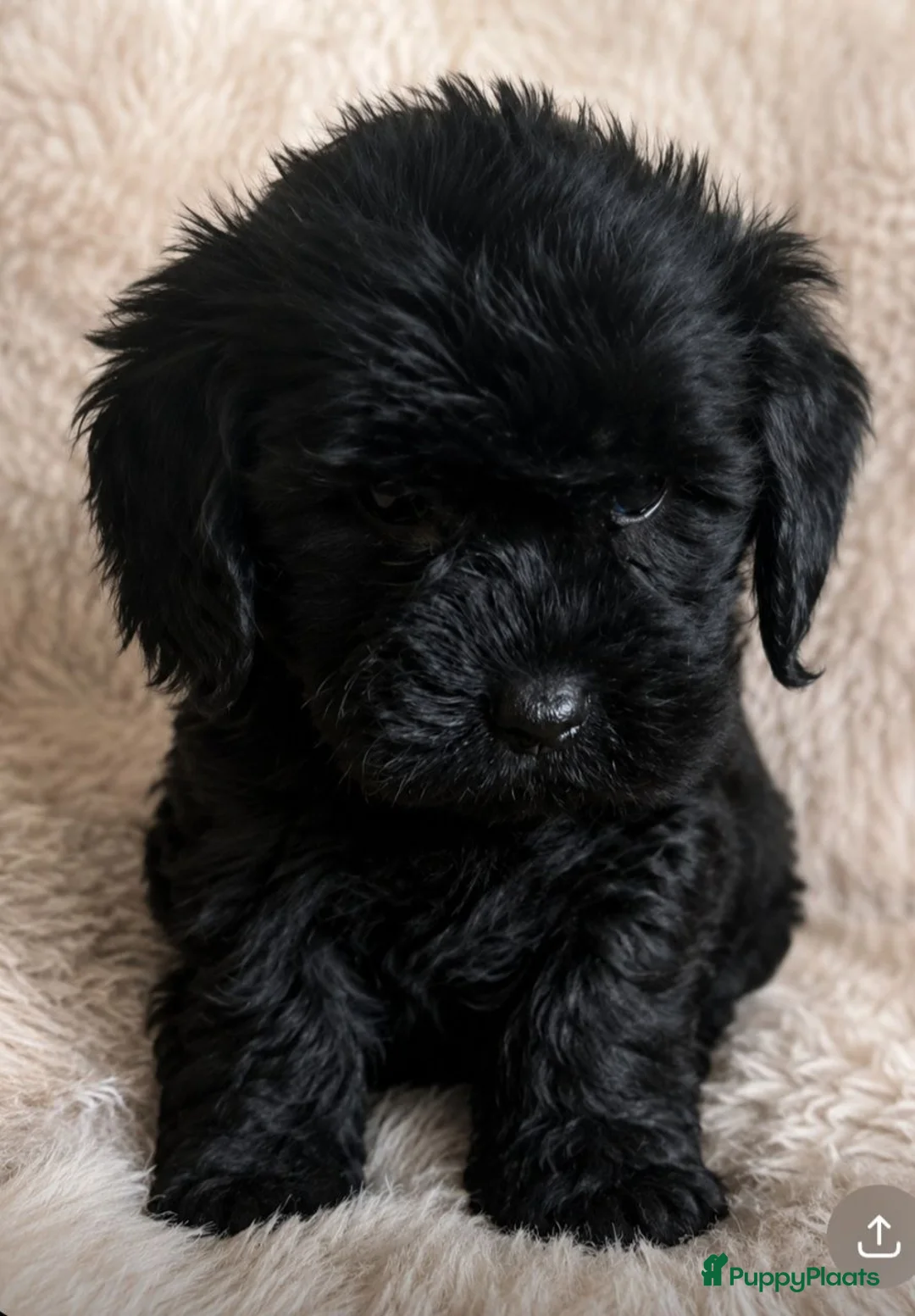 Cavapoo honden te koop: Cavapoo pup teefje - Advertentie 3