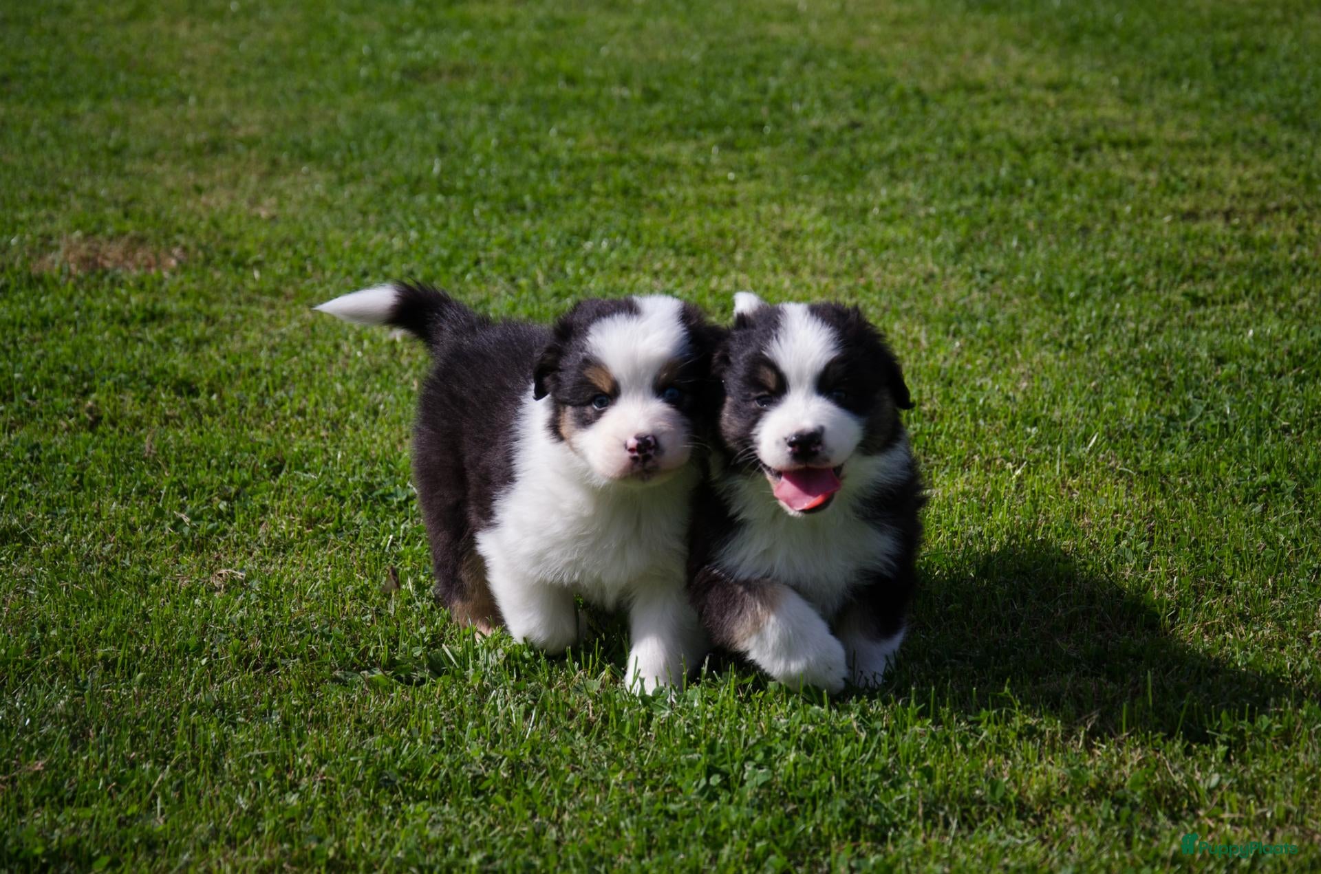 Australian Shepherd honden Australische herder pups geboren op boerderij (BE) - Advertentie 3