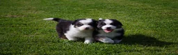 Australian Shepherd honden te koop: Australische herder pups geboren op boerderij (BE) - Advertentie 1