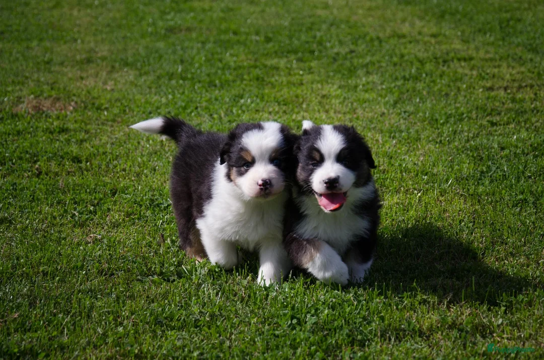 Australian Shepherd honden te koop: Australische herder pups geboren op boerderij (BE) - Advertentie 1