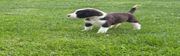 Kruising honden te koop: Dertien schattige snoetjes zoeken een nieuw thuis - Advertentie 11
