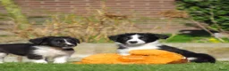 Border Collie honden te koop: Enthousiaste border collie x friese stabij pups  - Advertentie 7