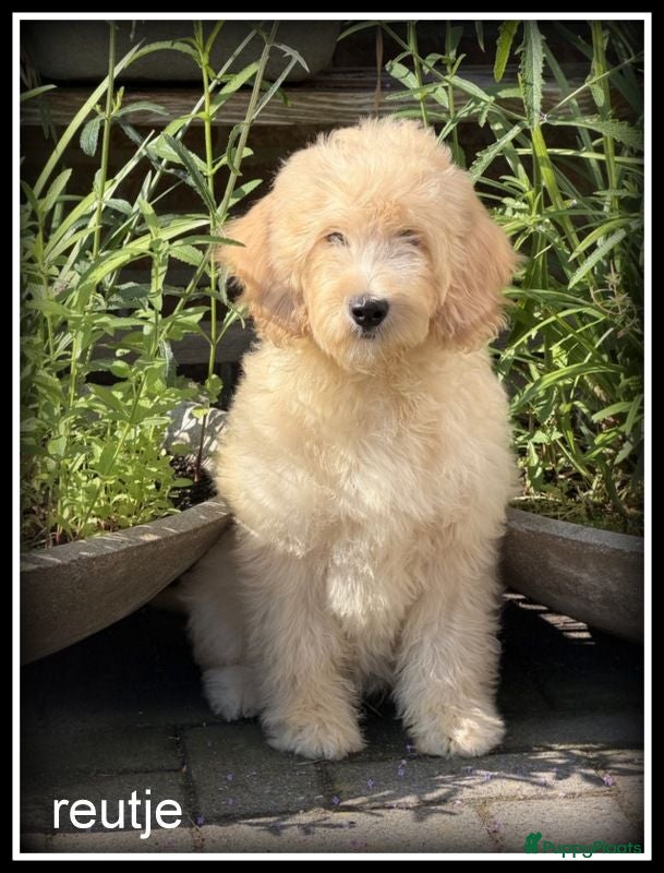 Labradoodle honden Labradoodle pups  in prijs verlaagd ivm vak - Advertentie 1
