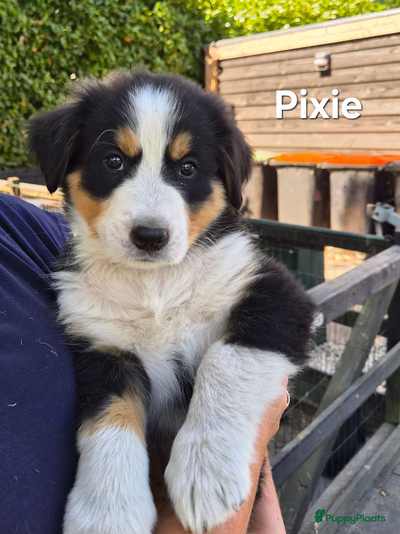 Berner Sennenhond honden Bernersennen pups  - Advertentie 14