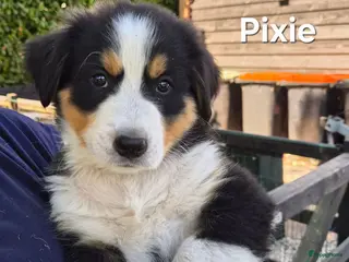 Berner Sennenhond honden Bernersennen pups - Advertentie 14