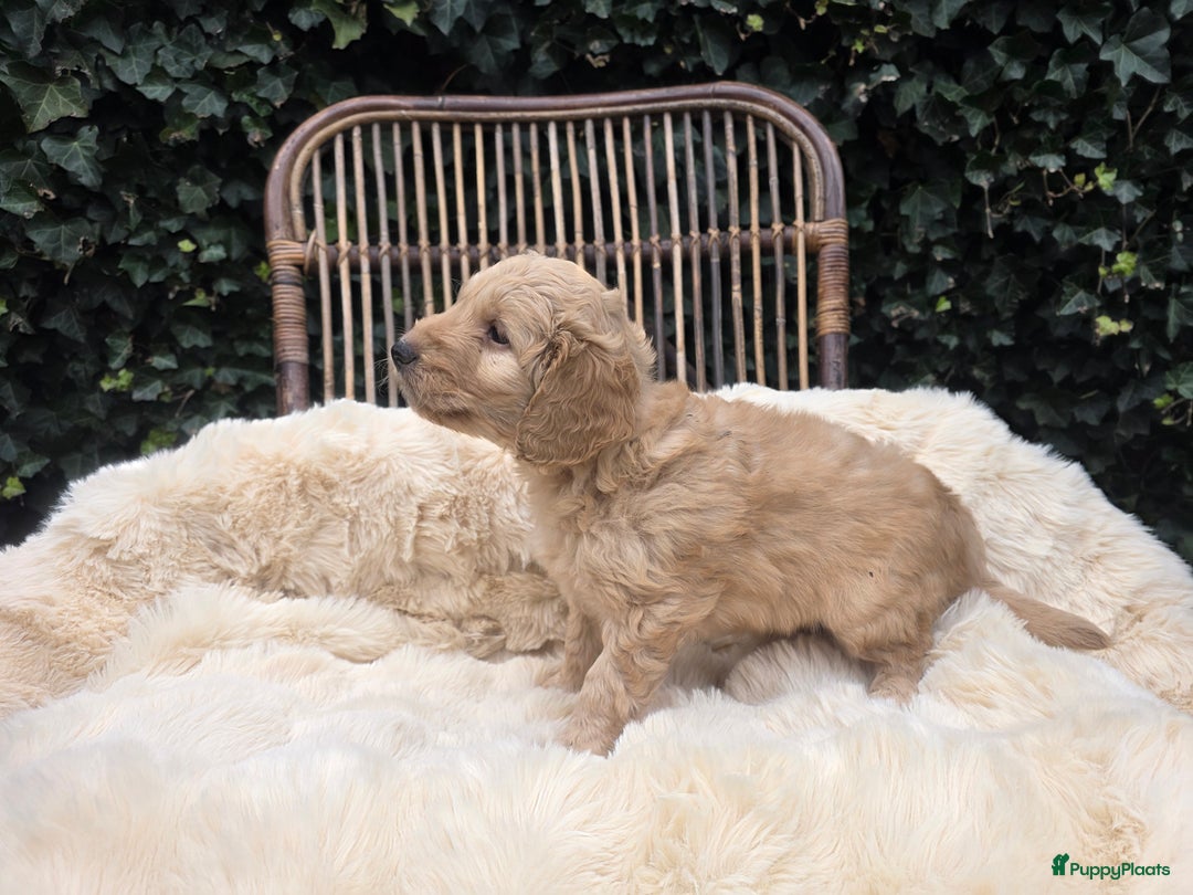 Kruising honden te koop: Goldendoodle reutjes mogen verhuizen - Advertentie 11