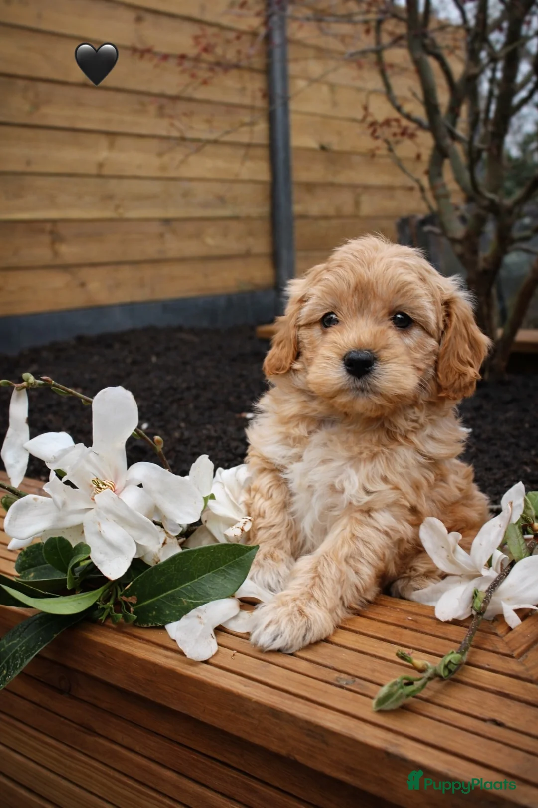 Maltipoo honden te koop: De aller liefste Maltipoo puppy’s ❤️ - Advertentie 1