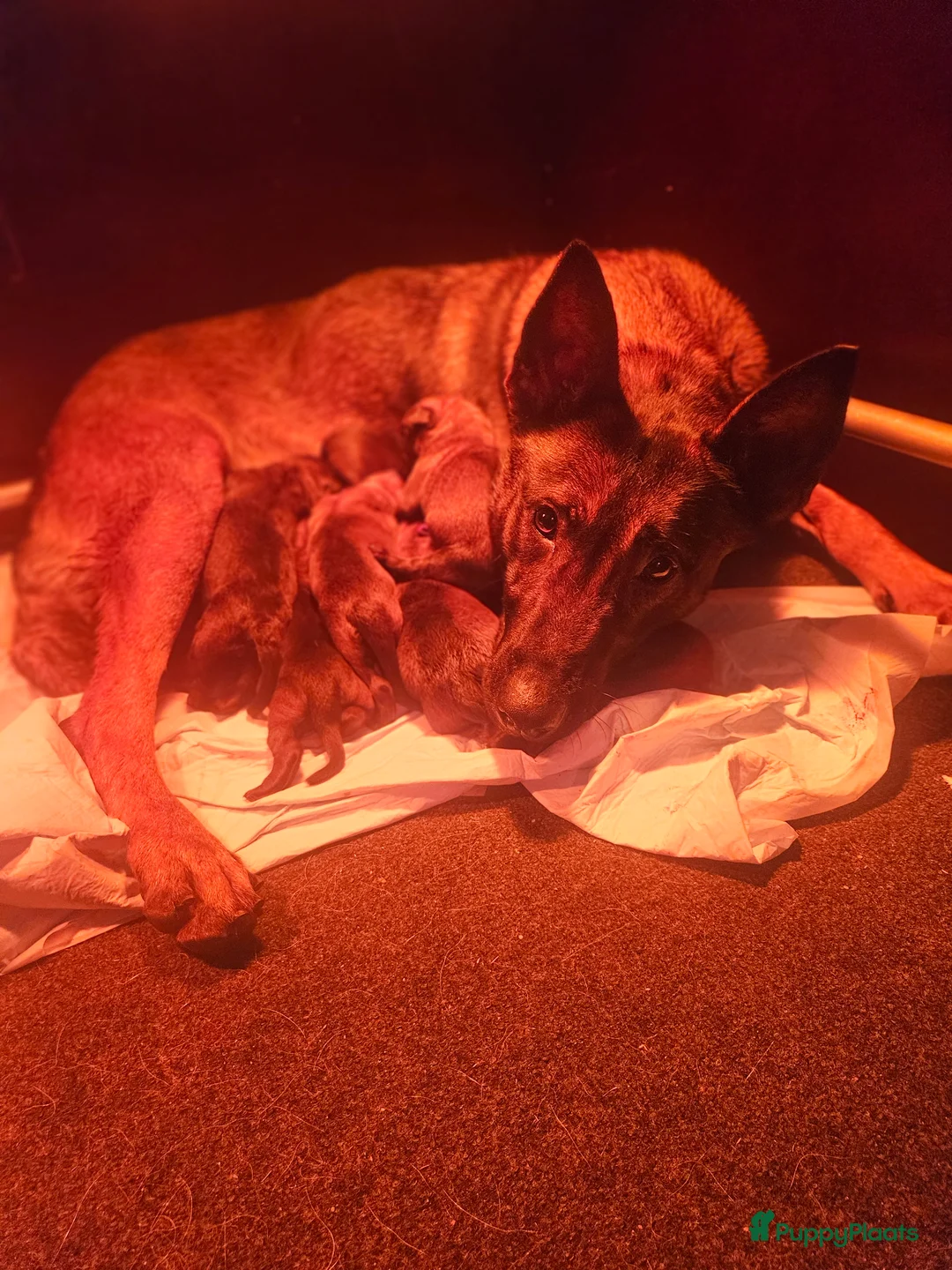 Mechelse Herder honden te koop: Mechelse Herder pups uit bewezen bloedlijnen - Advertentie 4