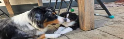Australian Shepherd honden te koop: Nog 2 Australian Shepherd reutjes beschikbaar - Advertentie 3