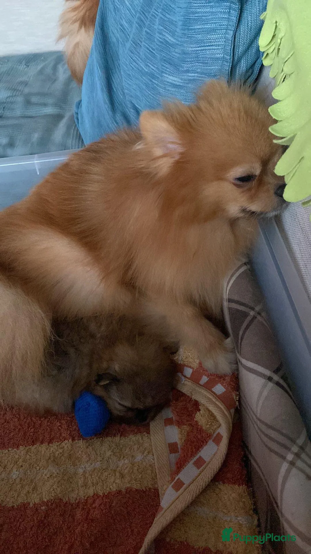 Pomeriaan honden te koop: Raszuivere Pomeranian puppies te Koop - Advertentie 5