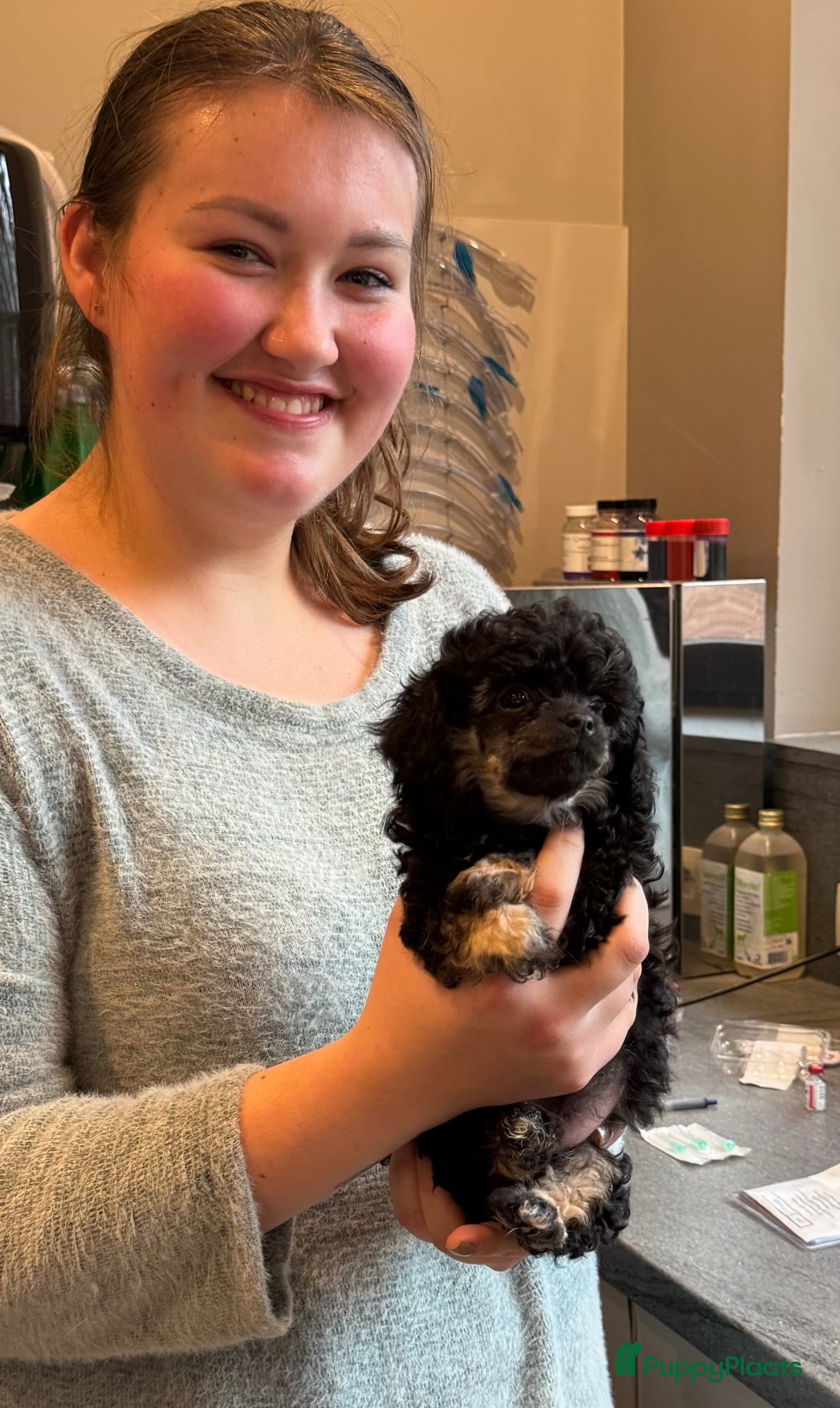 Poedel Toy honden Toy poedels  - Advertentie 14