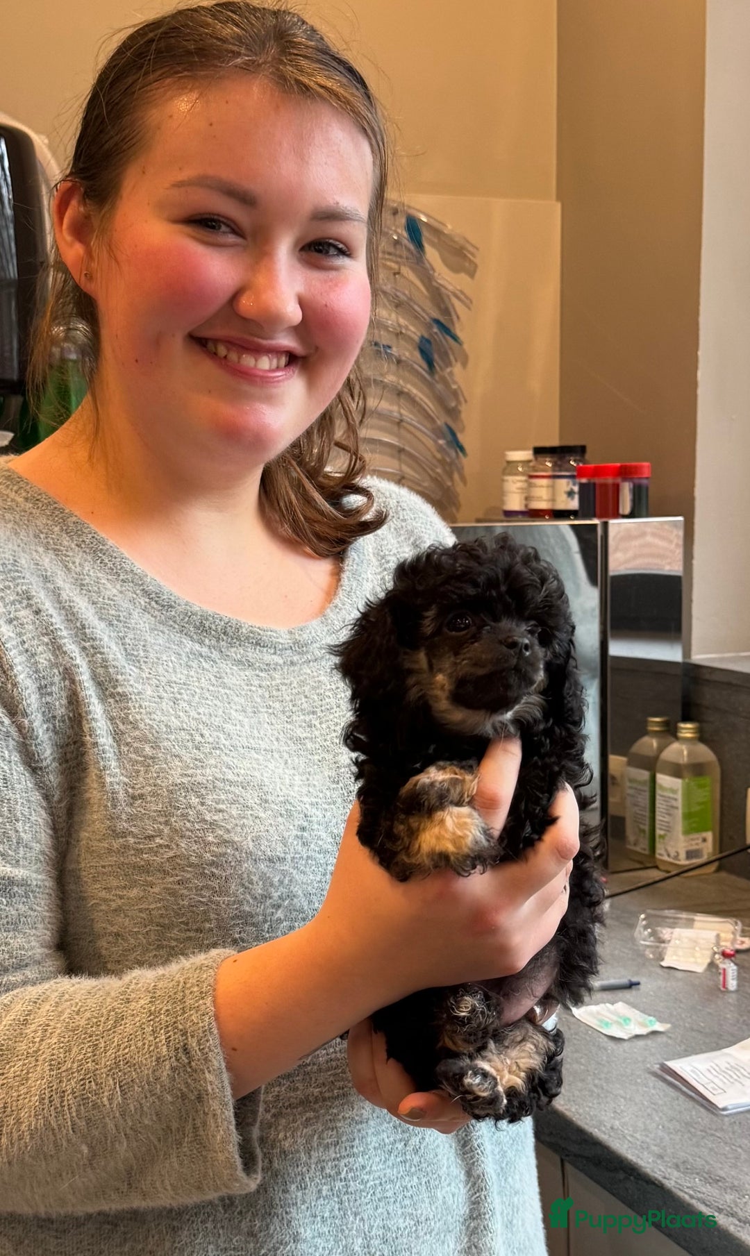 Poedel Toy honden te koop: Toy poedels  - Advertentie 1