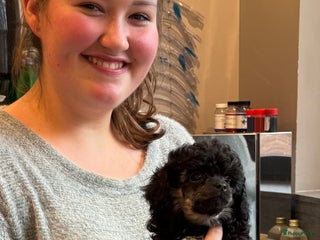 Poedel Toy honden Toy poedels - Advertentie 13