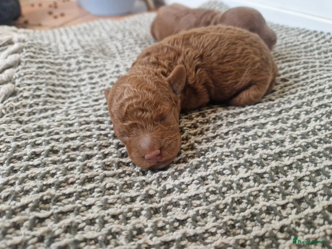 Poedel Toy honden te koop: Toy poedel pups geboren - Advertentie 3