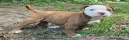 Amerikaanse Bulldog honden te koop: Mooie Amerikaanse Bulldog pups  - Advertentie 18