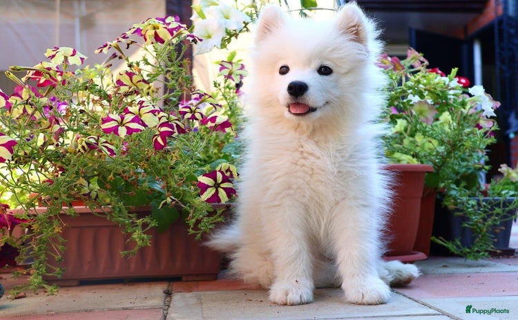 Samojeed honden - Advertentie 2