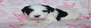 Tibetaanse Terriër Puppy 6