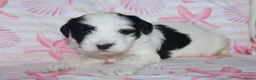 Tibetaanse Terriër honden te koop: Tibetaanse terrier pups met stamboom  - Advertentie 19