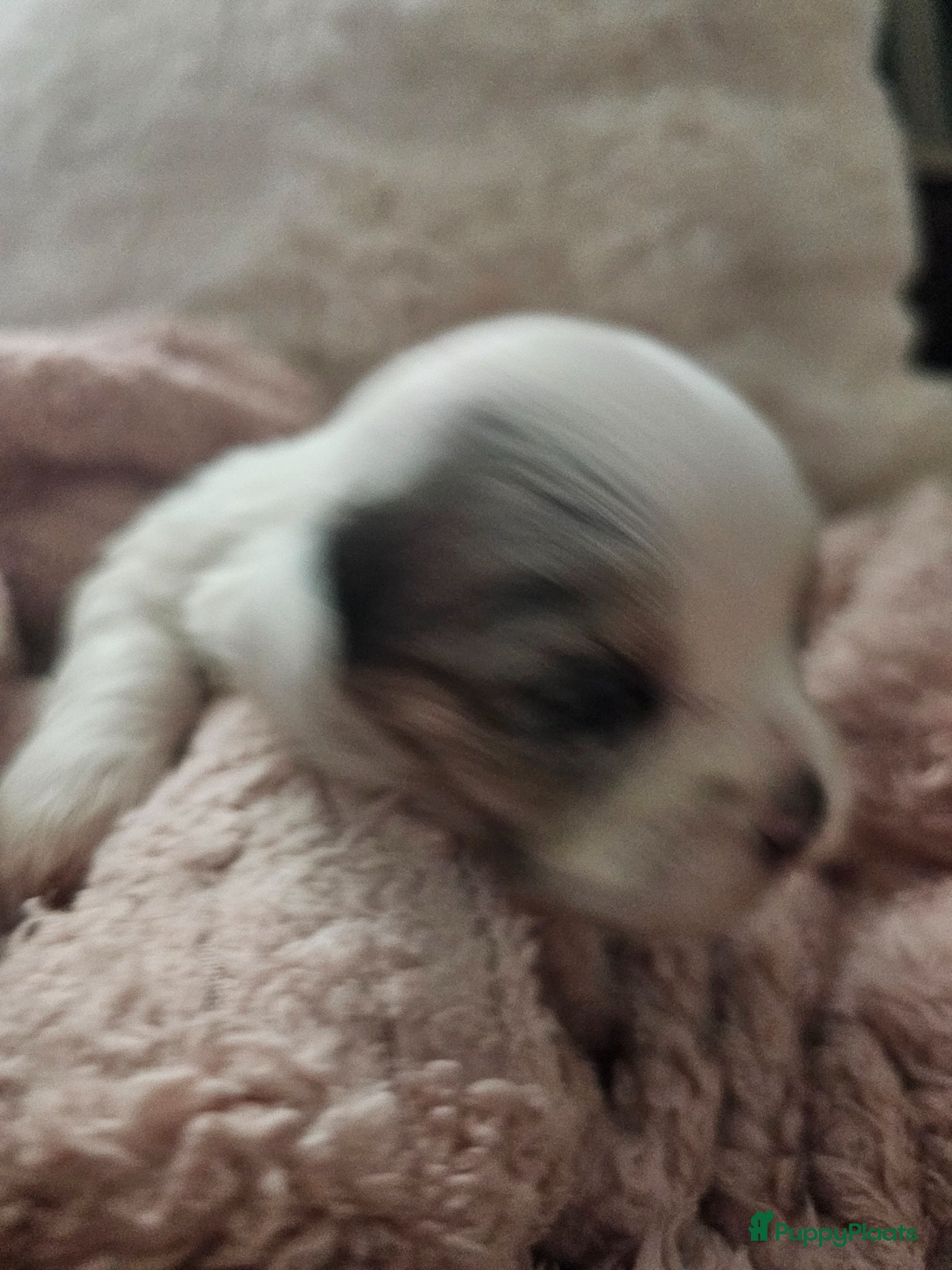 Malshi honden te koop: Boomer - Advertentie 8