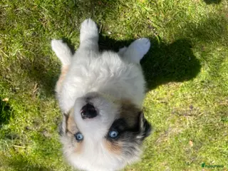 Australian Shepherd honden Australian sheperd - Advertentie 1