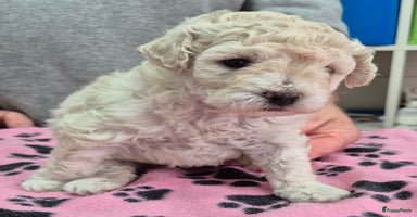 Dwergpoedel honden - Advertentie 4