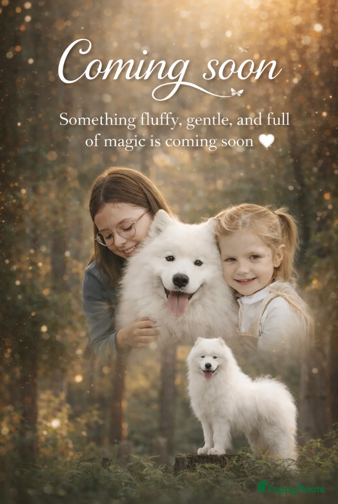 Samojeed honden te koop: Wij verwelkomen rond 8 februari een nestje  - Advertentie 1