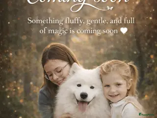 Samojeed honden Wij verwelkomen rond 8 februari een nestje - Advertentie 6