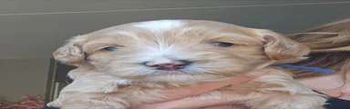 Australian Labradoodle donker blauwe bandje