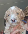 Australian Labradoodle donker blauwe bandje