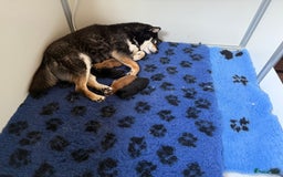 Shiba honden te koop: Shiba pups geboren in Kerkwerve - Afbeelding 3