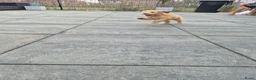 Australian Labradoodle honden te koop: Australian labradoodle met stamboom achtergrond  - Advertentie 4