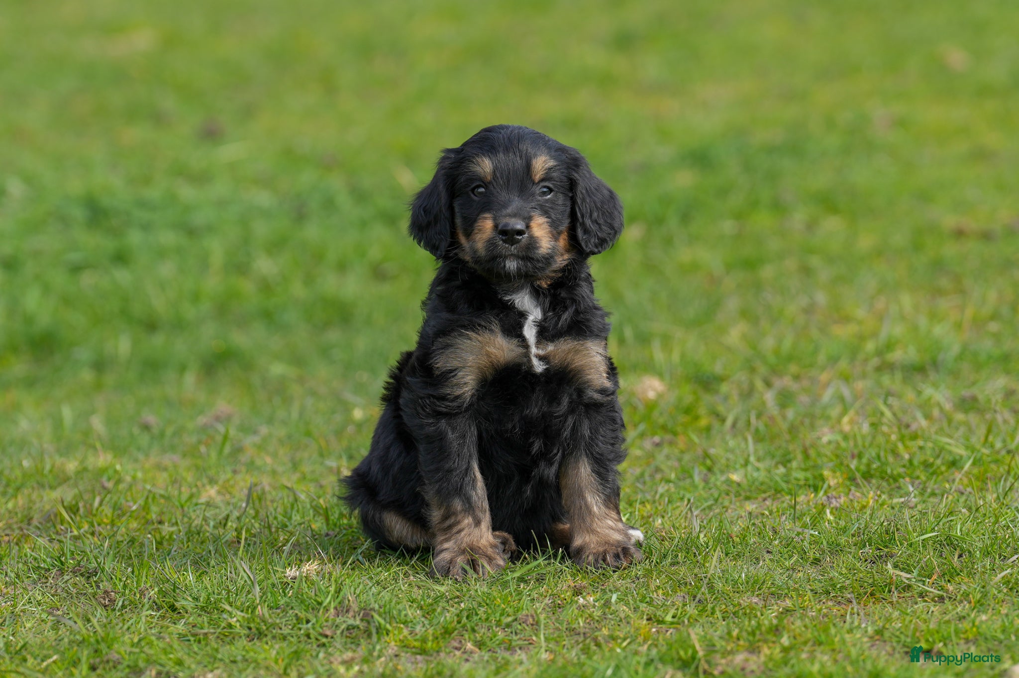 Kruising honden Bernedoodle pups te koop - Advertentie 1