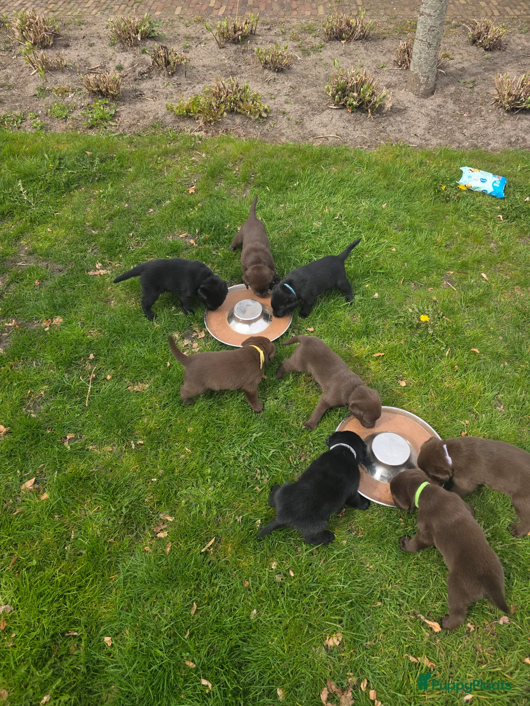 Labrador Retriever honden te koop: Labrador bruine puppy's in Tytsjerk - Advertentie 1
