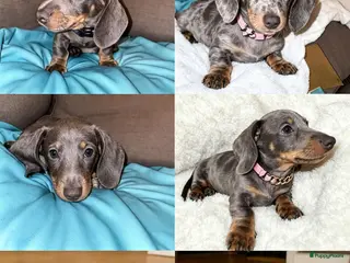 Teckel (korthaar) honden Isabella & Merle Dwergteckel Pups klaar 🥰 - Advertentie 2
