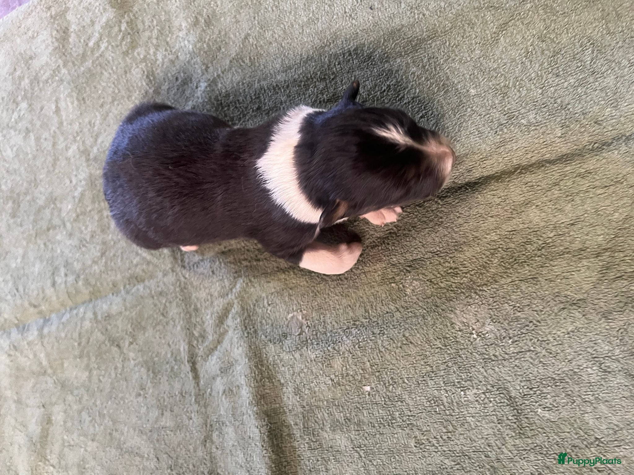 Australian Shepherd honden australian shepherd pups met stamboom - Advertentie 2