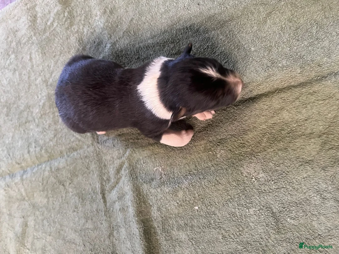 Australian Shepherd honden te koop: australian shepherd pups met stamboom - Advertentie 2