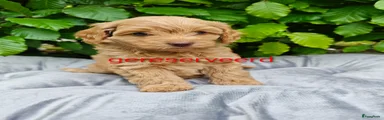 Maltipoo Puppy 5