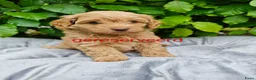 Maltipoo honden te koop: Prachtige Maltipoo pups in Ermelo - Advertentie 11