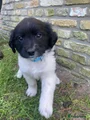 Friese Stabij Puppy 2