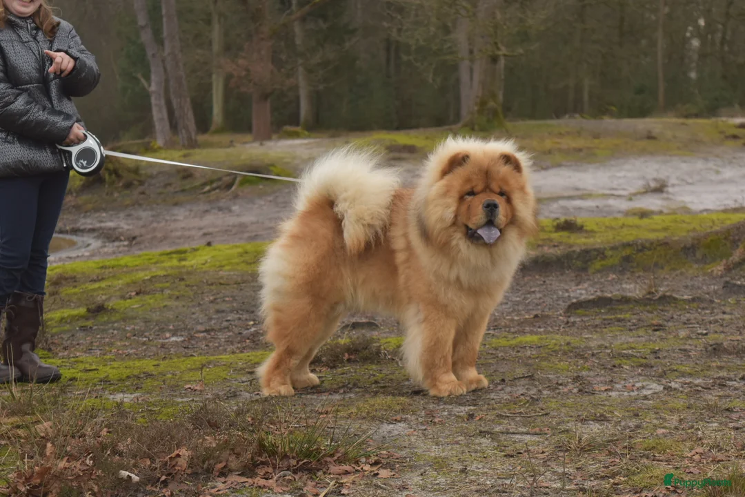 Galerij afbeelding {{count}}