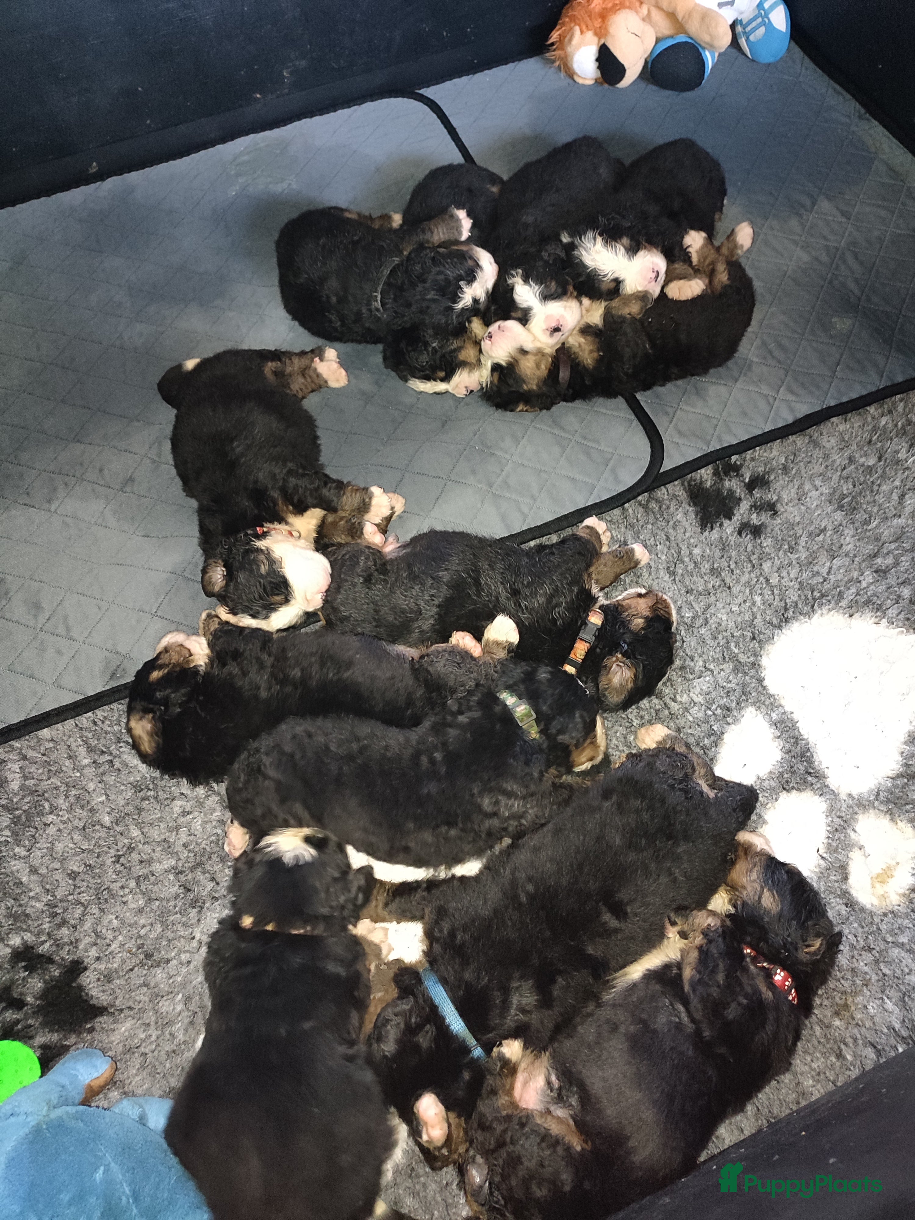 Berner Sennenhond honden Berner sennen - Advertentie 2