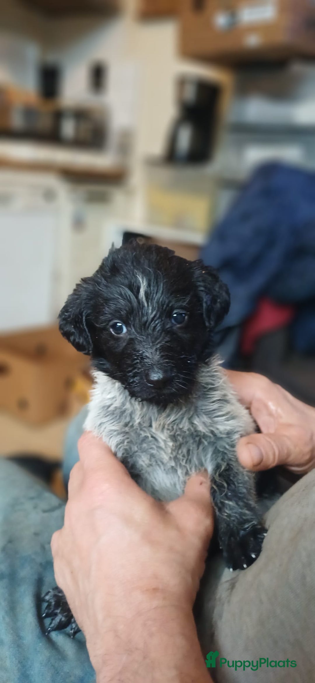 Kruising honden te koop: Ben jij het baasje van een van deze mooie puppy's? - Advertentie 4