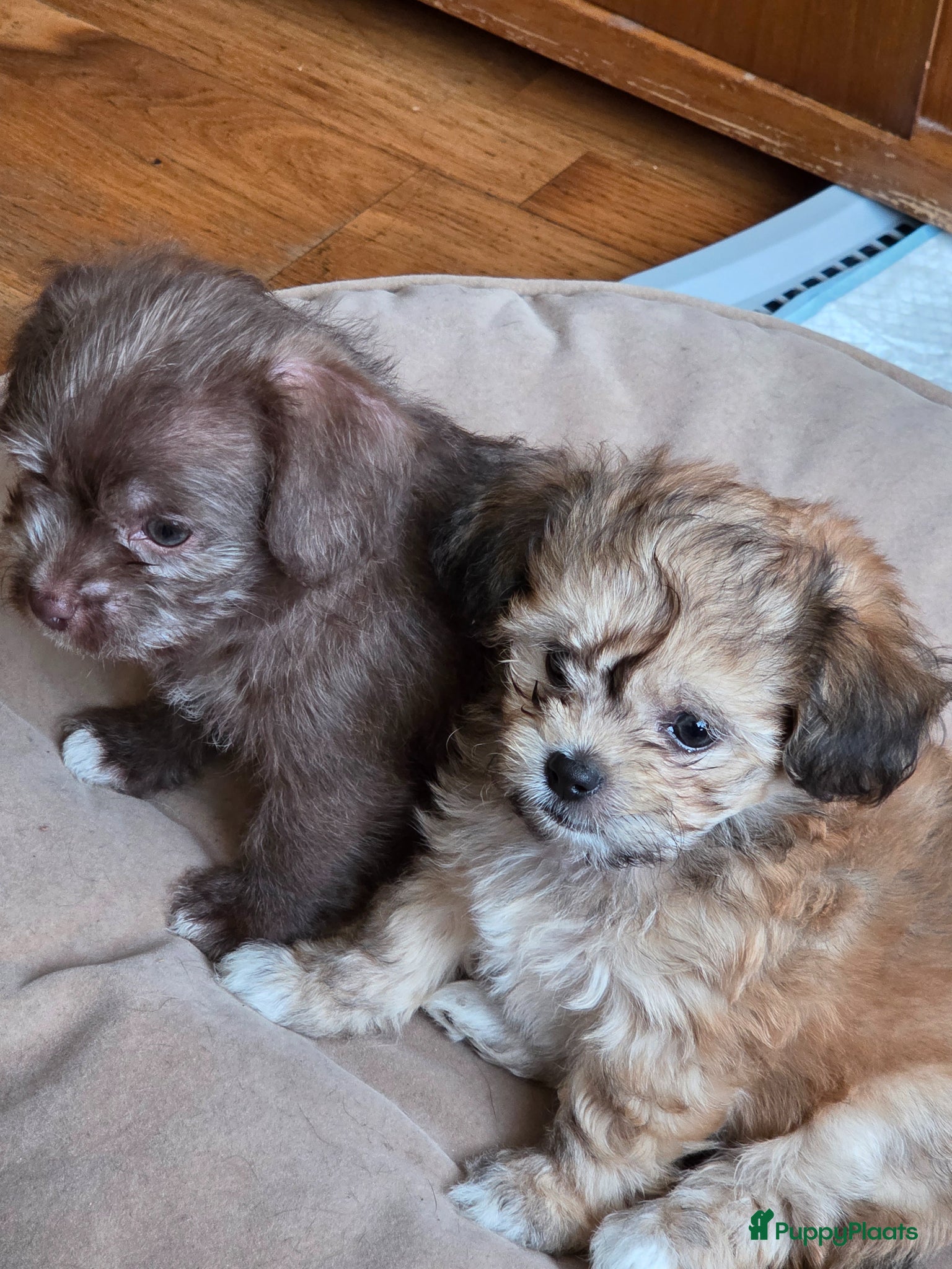 Kruising honden Leuke,speelse,sociale pups - Advertentie 1