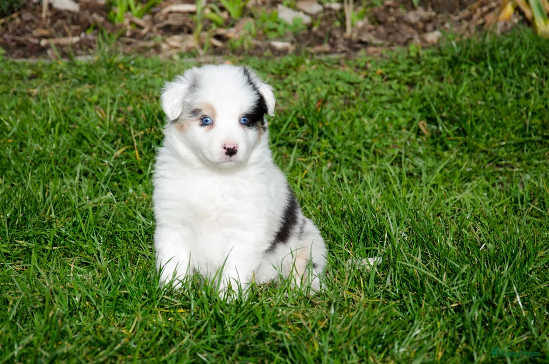 Border Collie honden te koop: Border collie puppies geboren op boerderij (BE) - Advertentie 19